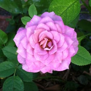 Meet your Posher, Deana